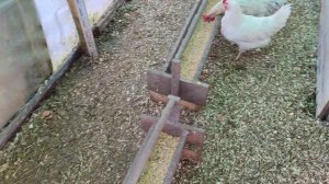 Как заставить курицу сесть на яйца🤔?наших курей заставлять не нужно🙂.