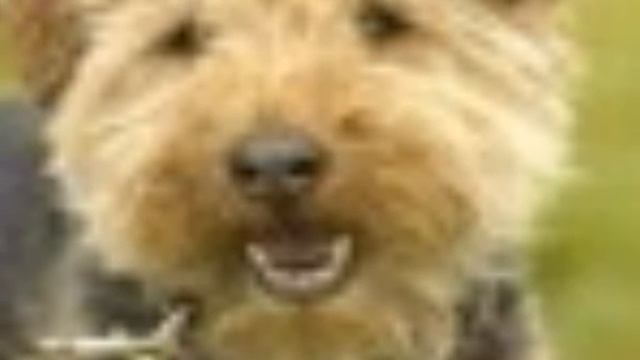My Sponsor Dog Chad смотреть онлайн