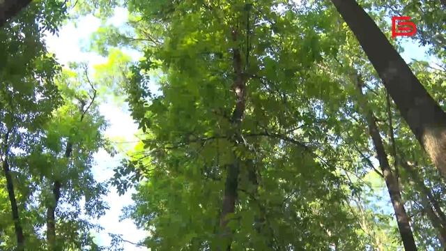 Реконструкция Пушкинской аллеи в Белгороде🌳 смотреть онлайн