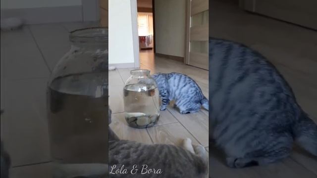 Funny kittens VS Fish | Cute video 😻 смотреть онлайн