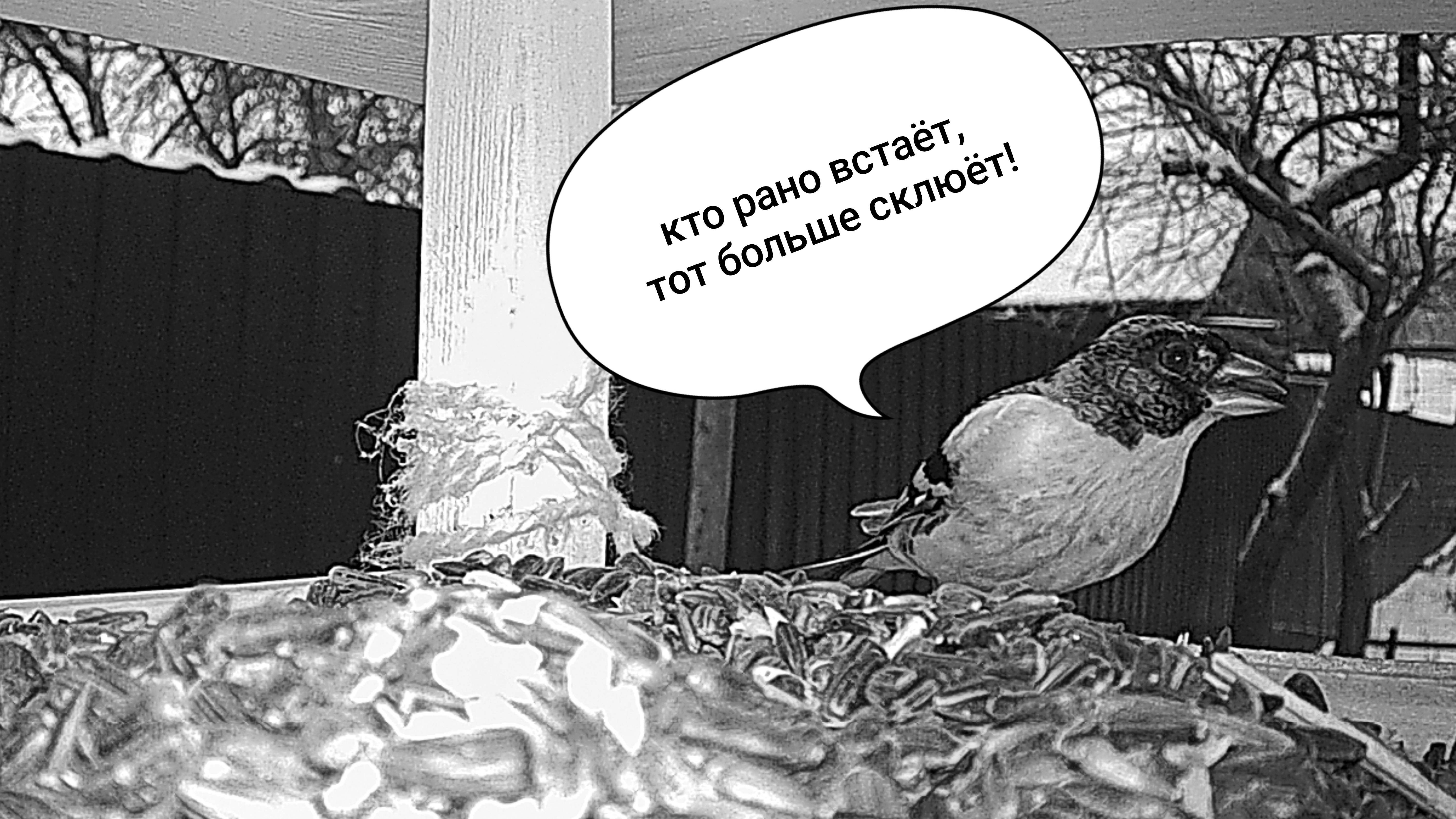 Фотоловушка 15.01.2025