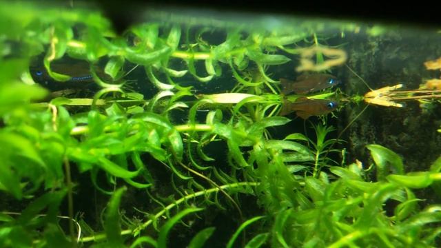 Pseudomugil Paskai смотреть онлайн