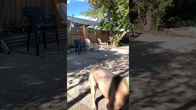Cane Corso vs Steak (Slow Mo) смотреть онлайн