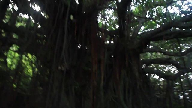 ハブ危険地帯 смотреть онлайн