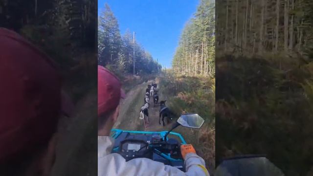 собачья упряжка не Хаски 😅 смотреть онлайн