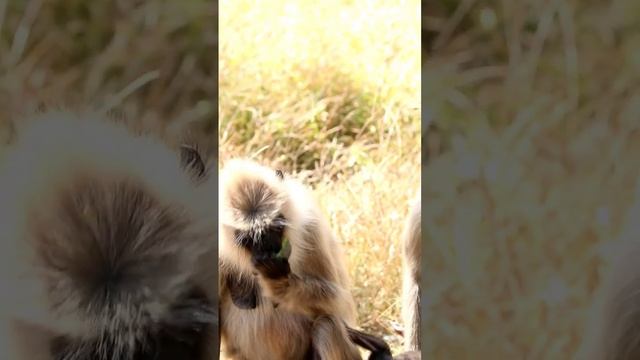 Langur feasting alongside it's baby смотреть онлайн