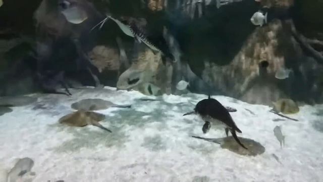 Сомы и скаты. смотреть онлайн