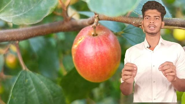 Why miss india apple ber is the best? PH=7029847107 смотреть онлайн
