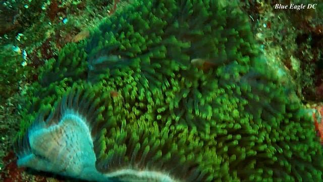 Clownfish | Nemo | Anemonefish смотреть онлайн