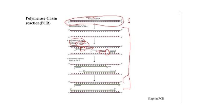Gene cloning vs PCR URDU/HINDI смотреть онлайн