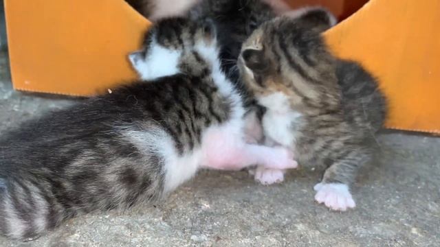 Hungry newborn kittens are looking for mother cat смотреть онлайн
