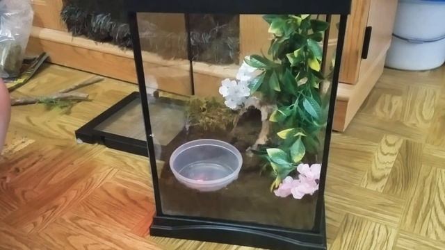 Pink Toe Tarantula Setup (Avicularia avicularia) смотреть онлайн