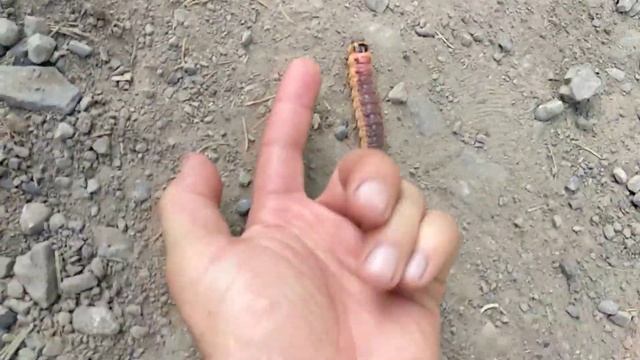 Красивая бабочка будет! смотреть онлайн