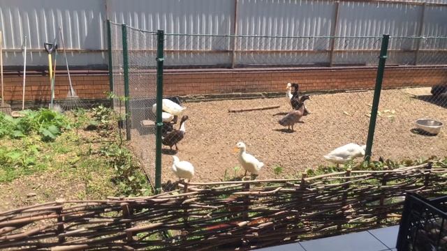 Утки . Утки и немного об утках ! смотреть онлайн