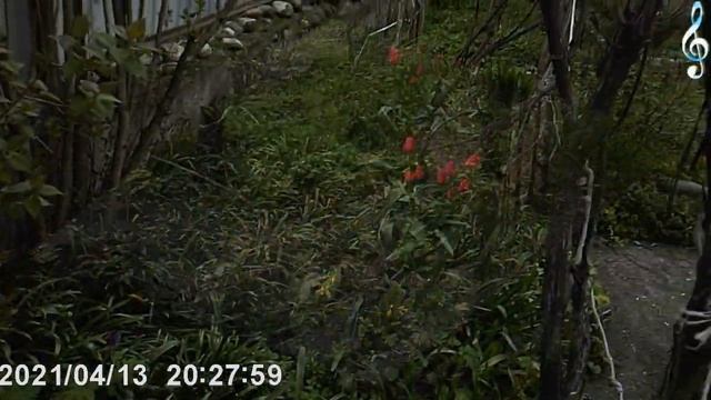 Весенний обзор приусадебного участка. смотреть онлайн