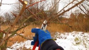 Кратко об обрезке алычи.