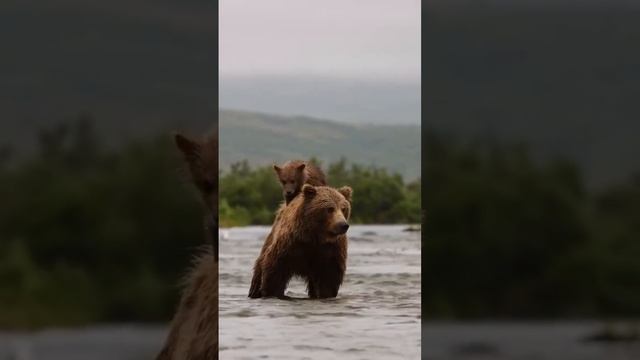 Маленький медвежонок забрался на спину мамы медведице. смотреть онлайн