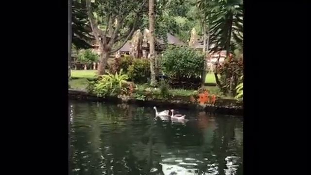 Погружение в стихию воды на Бали с женским кругом смотреть онлайн