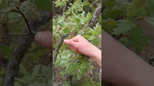 Хитрая божья коровка смотреть онлайн