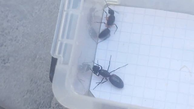 Camponotus renggeri (Ecuador) vs Camponotus ligniperda (Germany) 09.09.2023 смотреть онлайн