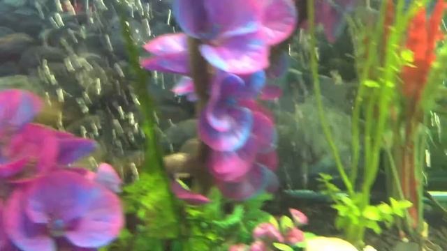 Parrot & Pangasius смотреть онлайн