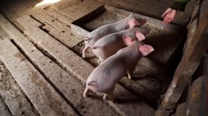 НА ЗАИМКУ ПРИЕХАЛА ПРОВЕРКА! БРОСИЛИ ВСЕ ДЕЛА И ПОЕХАЛИ ПОМОГАТЬ БАБУШКЕ | ПРЕДСТОЯЩИЕ ПОКУПКИ