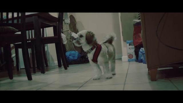 Blackmagic Micro Cinema (I LOVE MY DOG) смотреть онлайн