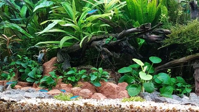 Akwarium 260 l.Nowa obsada neon simulans,bystrzyk amandy,gupik endlera+kilka innych rybek смотреть онлайн