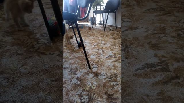 Демикс смотреть онлайн