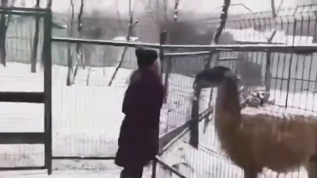 И лама плюеться)))) смотреть онлайн