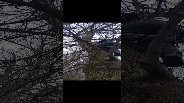 Кама бьет рекорд по дереволазанью