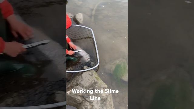 Working the Slime Line #salmon #fishing #salmonfishing смотреть онлайн