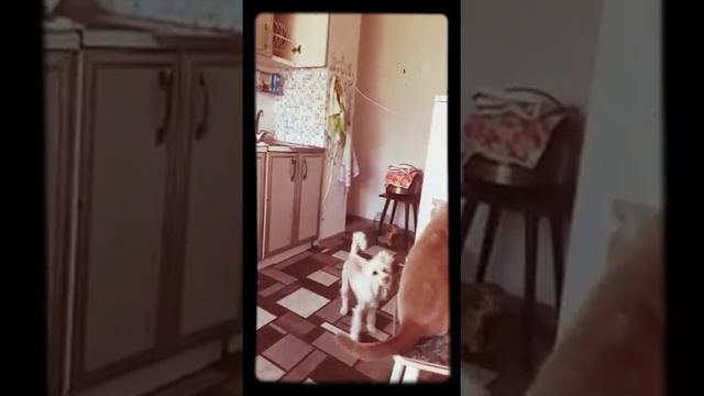 Собака убивает кота смотреть онлайн