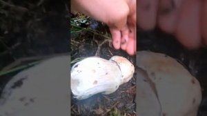 Если бы не снял это на камеру, никто бы не поверил.  #mushroom #лес #грибы