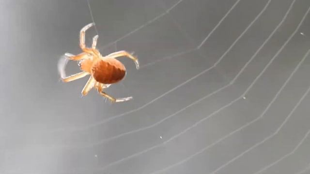 spider web смотреть онлайн