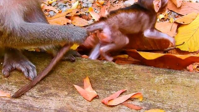 Look face baby Tilly so cute смотреть онлайн