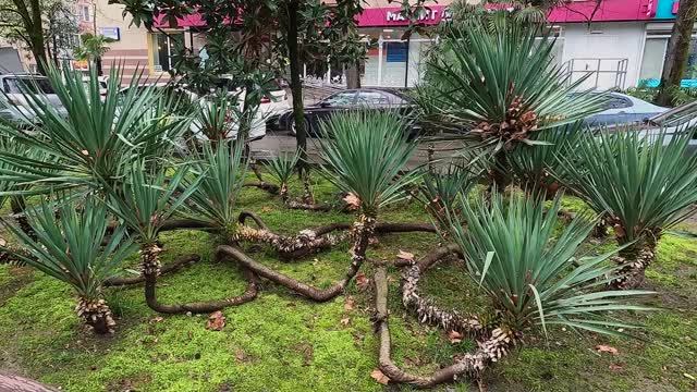 Сочи-23_День шестой