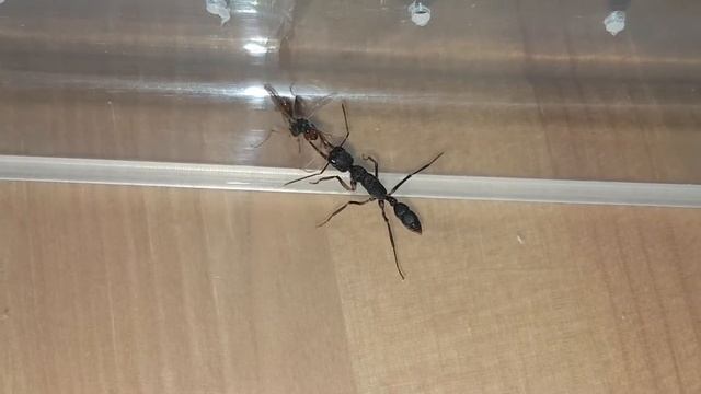 Harpegnathos venator male vs female 3 смотреть онлайн