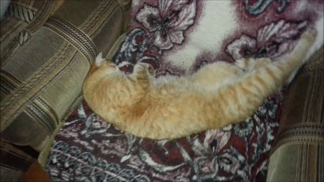 Сонное царство смотреть онлайн