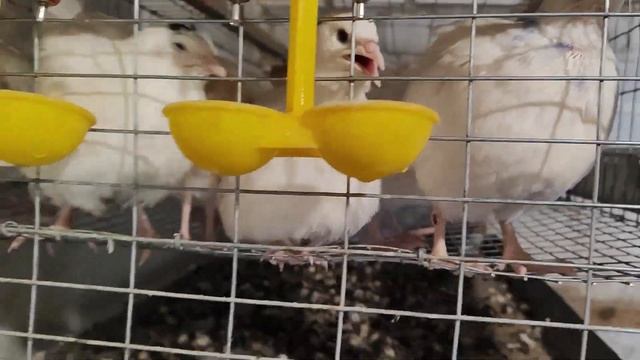 Клетка для откорма перепела смотреть онлайн