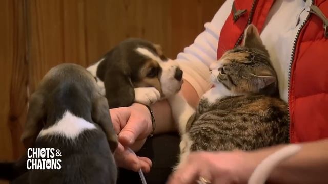 Chiots et chatons, trois mois pour devenir grand смотреть онлайн