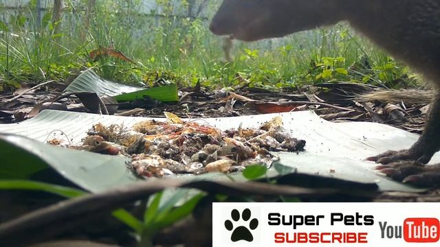 A Mongoose caught on Camera-video смотреть онлайн