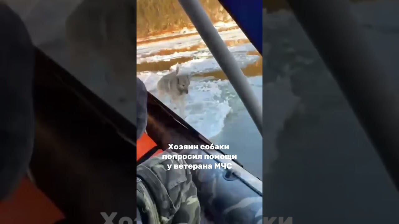 Пёс Вулкан проплыл на льдине 10 километров в ожидании помощи. смотреть онлайн