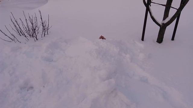 видео отзыв о курсе оздоровления.Алексея Маматова . смотреть онлайн