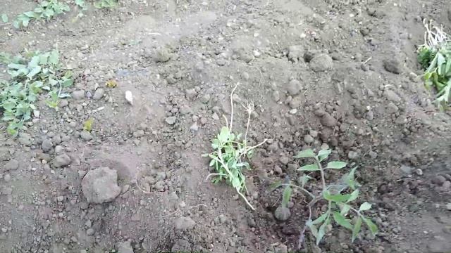 Қызанақтың түбін қопсыту. Тағы да қызанақ туралы. Қызанақ күтімі. Қызанақ өсіру. смотреть онлайн