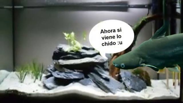 MINI DOCUMENTAL TIBURÓN PANGASIO, TIBURÓN PAROON O PEZ PANGASIO/ Pangasius Hypophthalmus смотреть онлайн