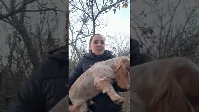 для охраны и охоты английский кокер спаниель Султан продажа щенков+79787402855 доставка есть смотреть онлайн