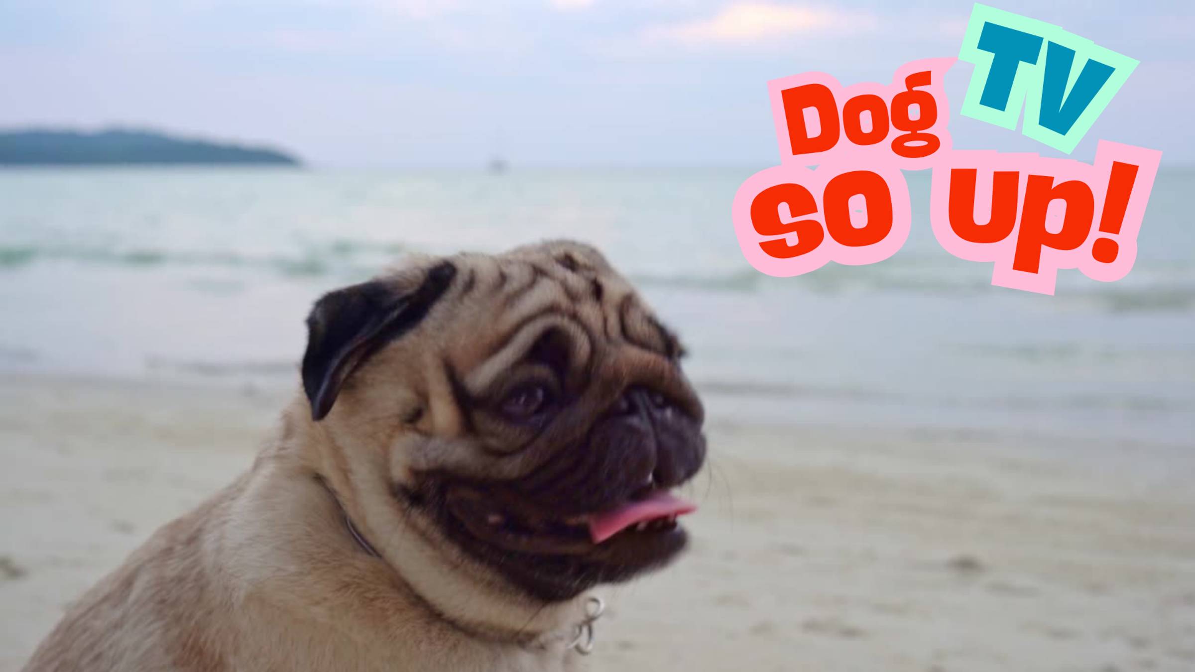 Track 01 собаки на Dog so Up! TV смотреть онлайн