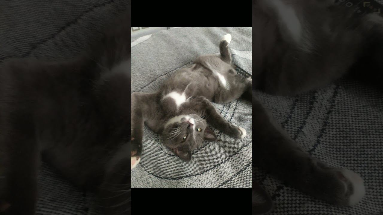 Джумабековна ска.. #шортс #shorts #рекомендации #коллекторы смотреть онлайн