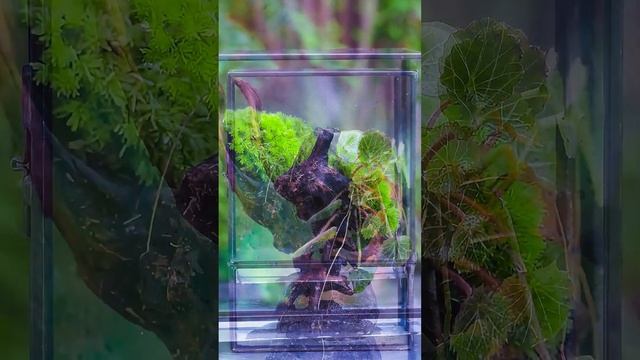 simple moss terrarium idea #diy #moss #nature смотреть онлайн
